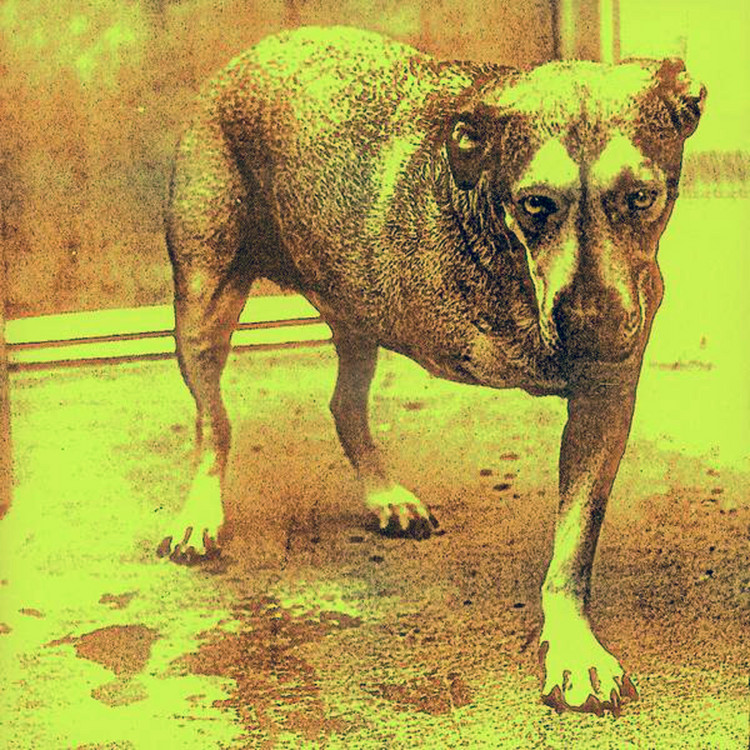 alice in chains